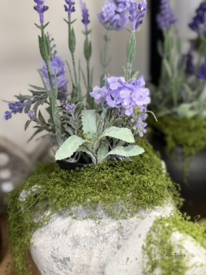 Lawenda w doniczce jasnofioletowa