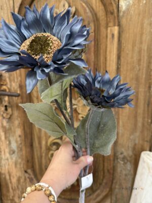 Słonecznik niebieski