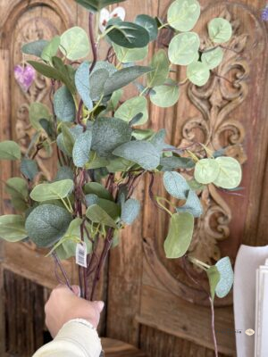 Eukaliptus gałązka