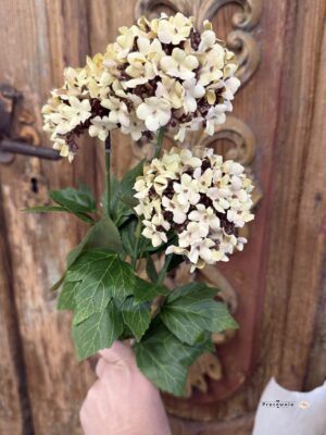 Gałązka hortensja kremowa