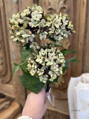 Gałązka hortensja zielona