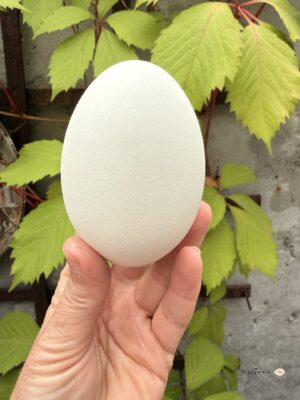Wydmuszka jaja gęsiego 10 cm – naturalna baza do dekoracji DIY