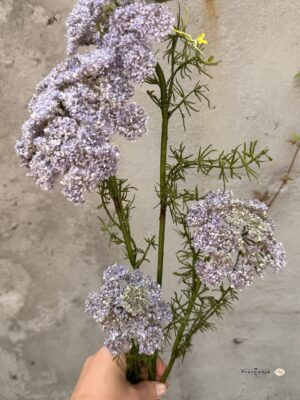 Sztuczna gałązka ammi liliowo-biała – dekoracyjny kwiat do wazonu-KOPER DEKORACYJNY.