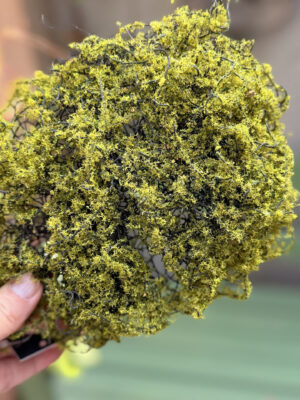 Dekoracyjny mech Leucobryum, zielony