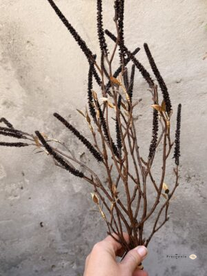Pęczek leszczyny Corylus, czarny