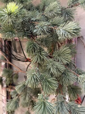 Girlanda Pinus zielona