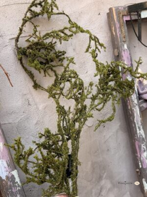 Gałązka Frangula Sphagnum brązowa