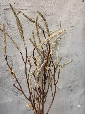 Pęczek gałązek Corylus champagne